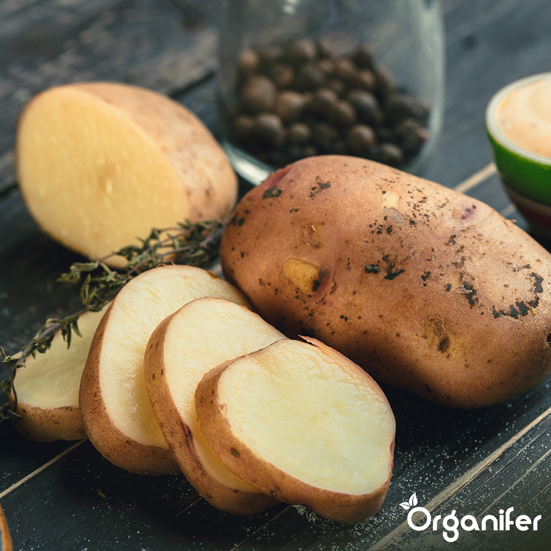 Potato Seeds Agria A 28_35 4