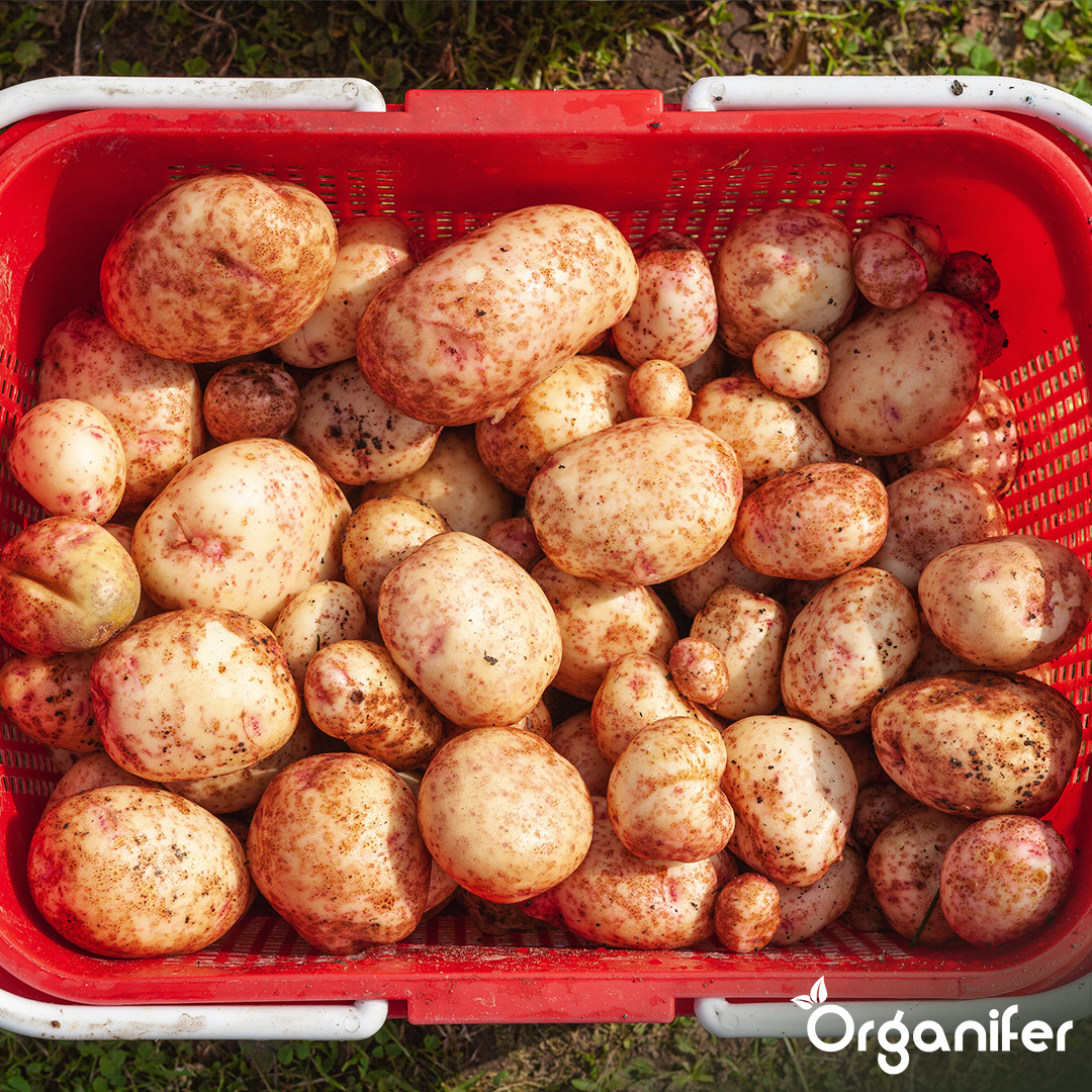 Potato Seeds Agria A 28_35 5