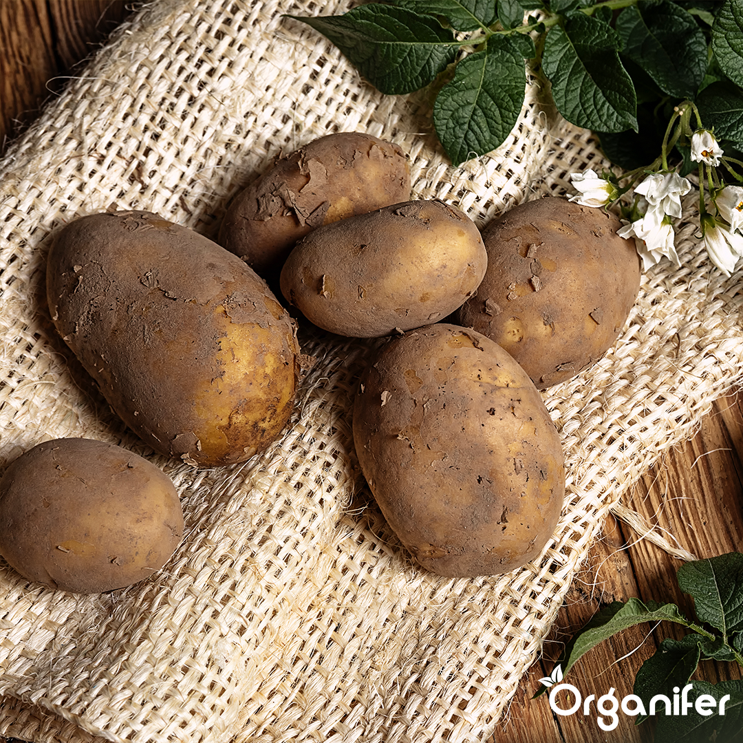 Potato Seeds Agria A 28_35 7