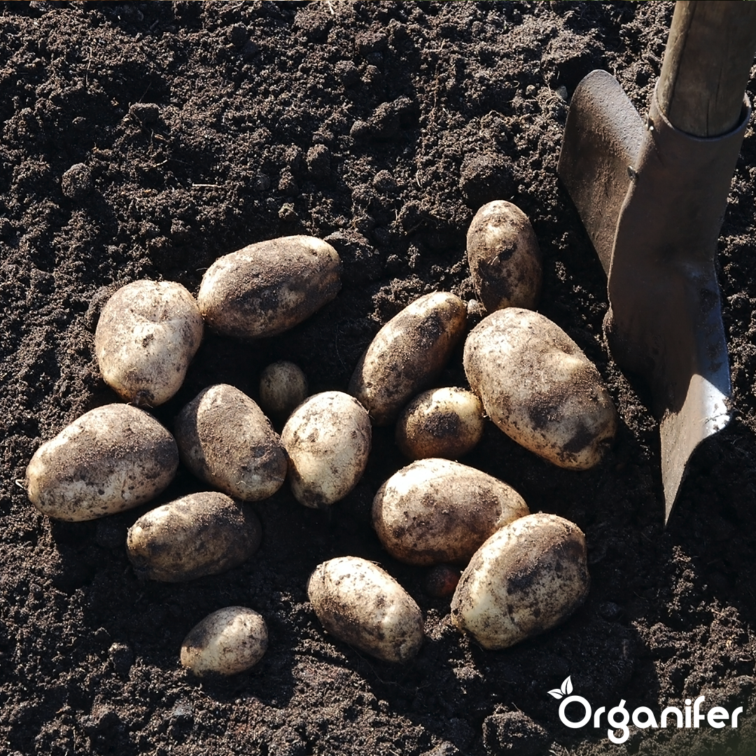 Potato Seeds Agria A 28_35 9