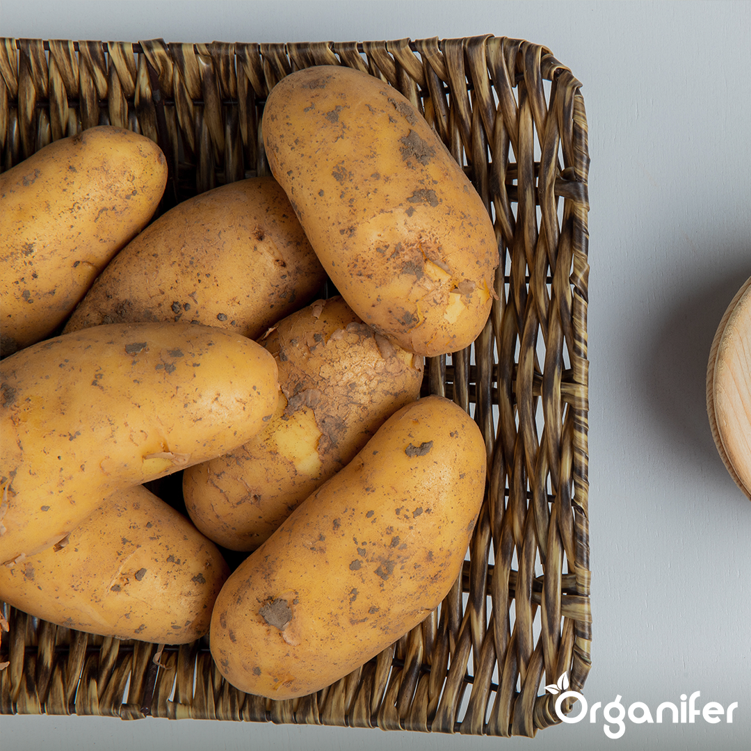 Potato Seeds Annabelle A 28_32 1