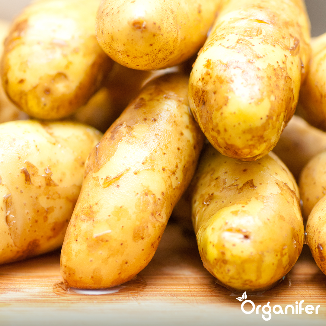 Potato Seeds Annabelle A 28_32 2