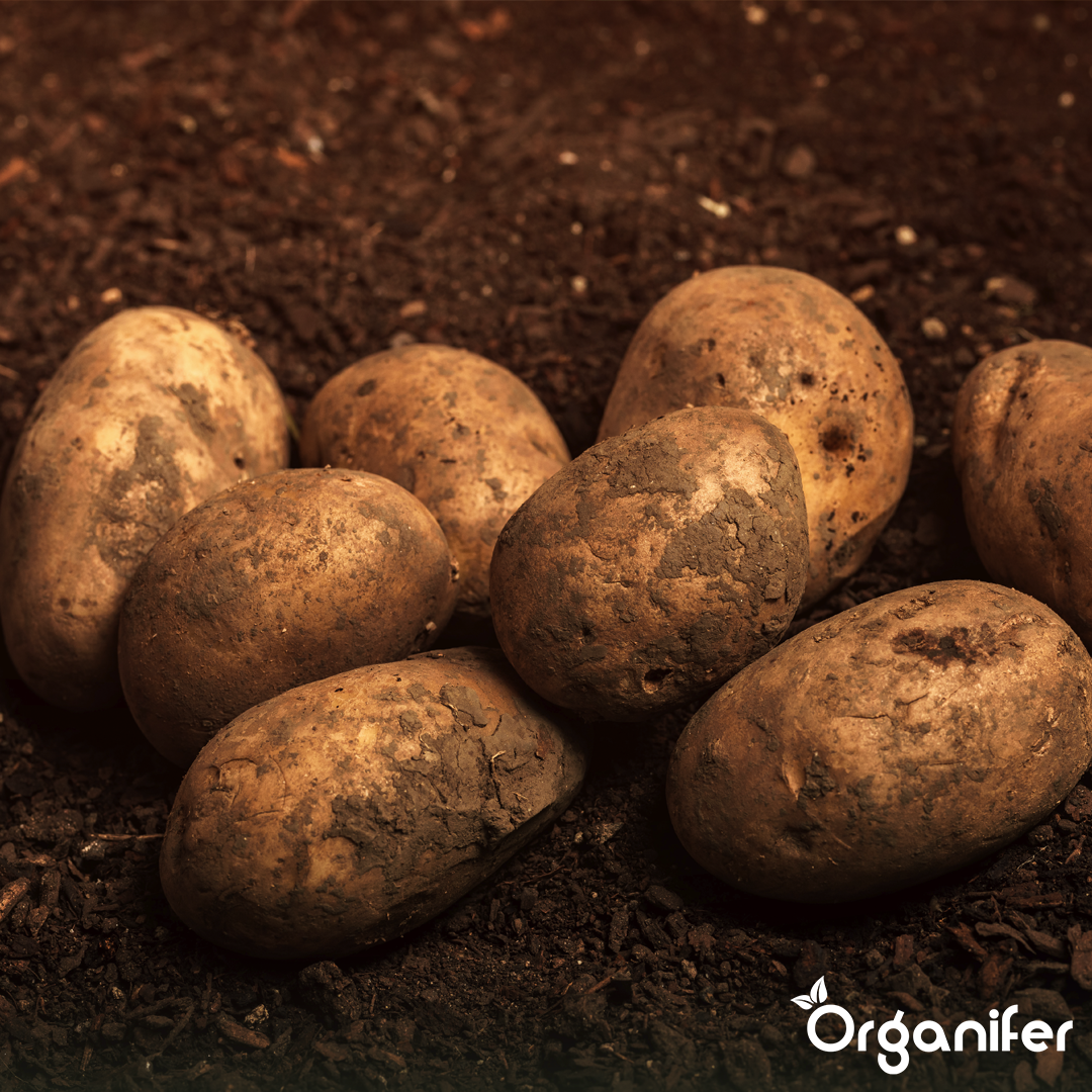 Potato Seeds Annabelle A 28_32 4