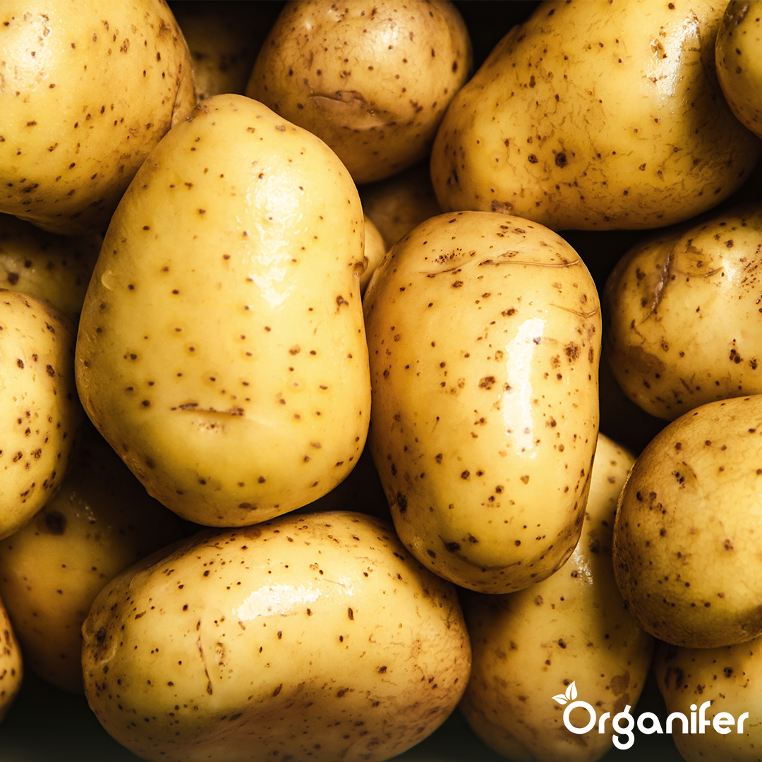 Potato Seeds Annabelle A 28_32 6