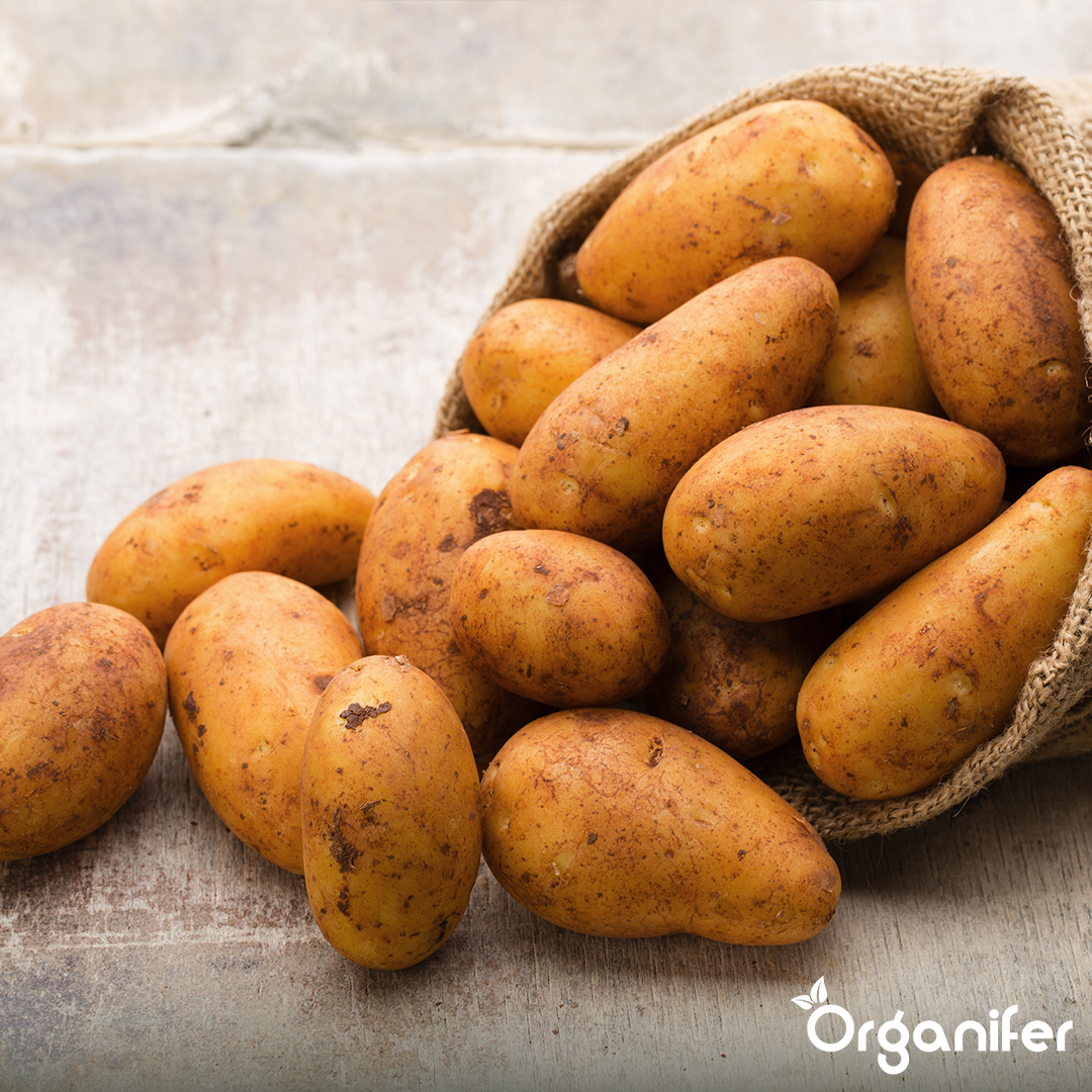 Potato Seeds Annabelle A 28_32 7