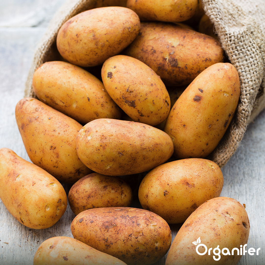 Potato Seeds Annabelle A 28_32 8