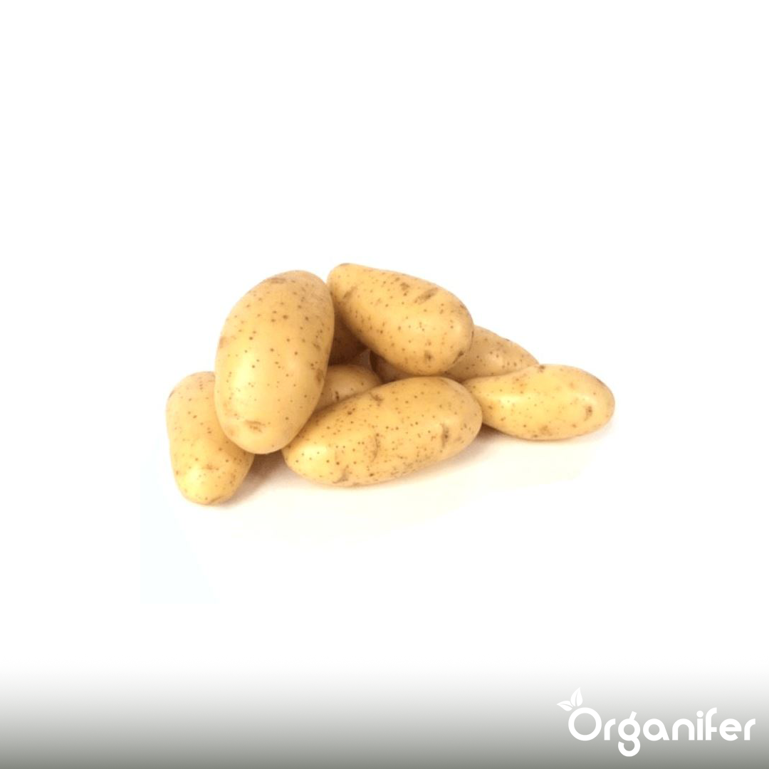 Potato Seeds Annabelle A 28_32 9