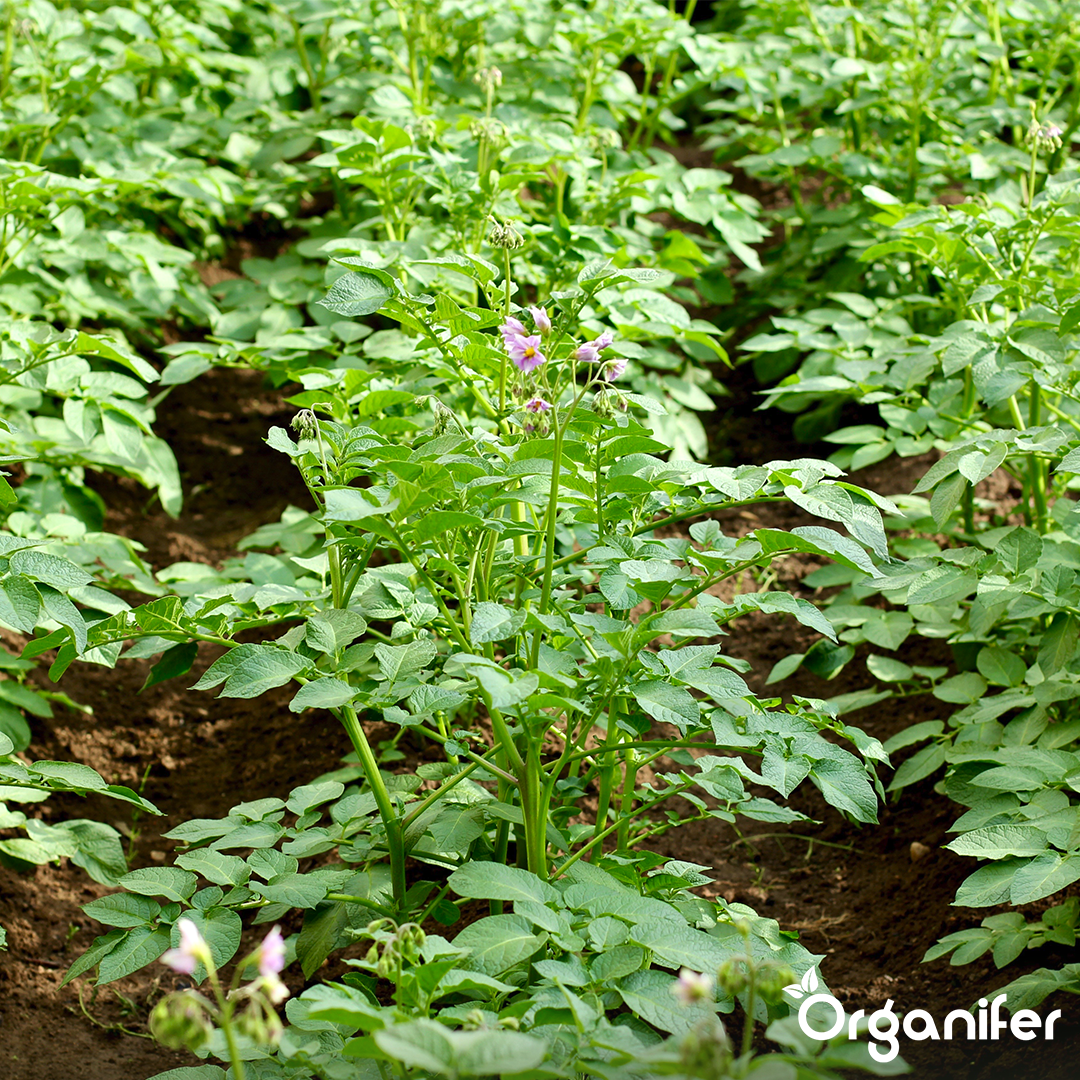Potato Seeds Bintje A 28_35 10