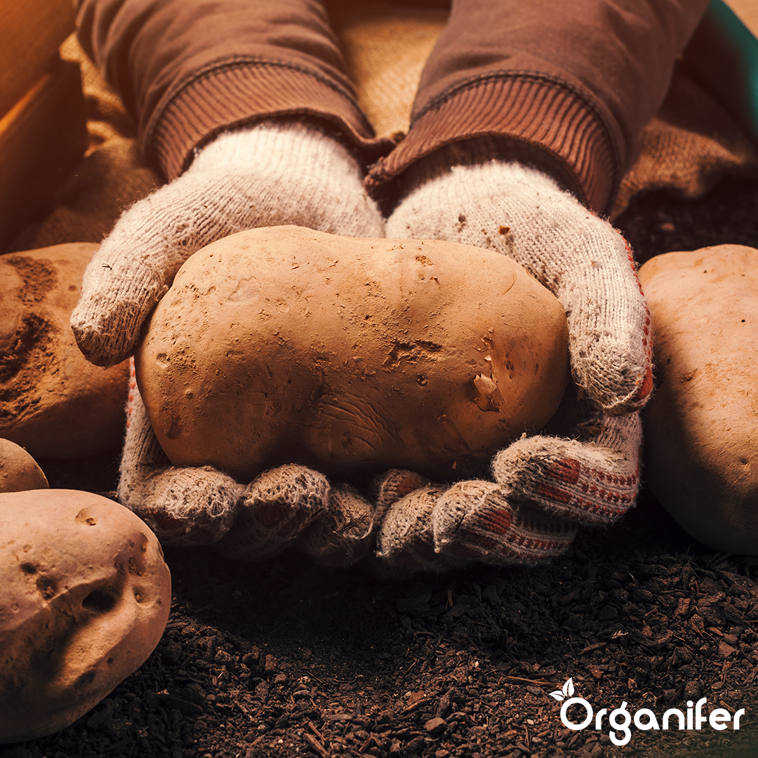 Potato Seeds Bintje A 28_35 3