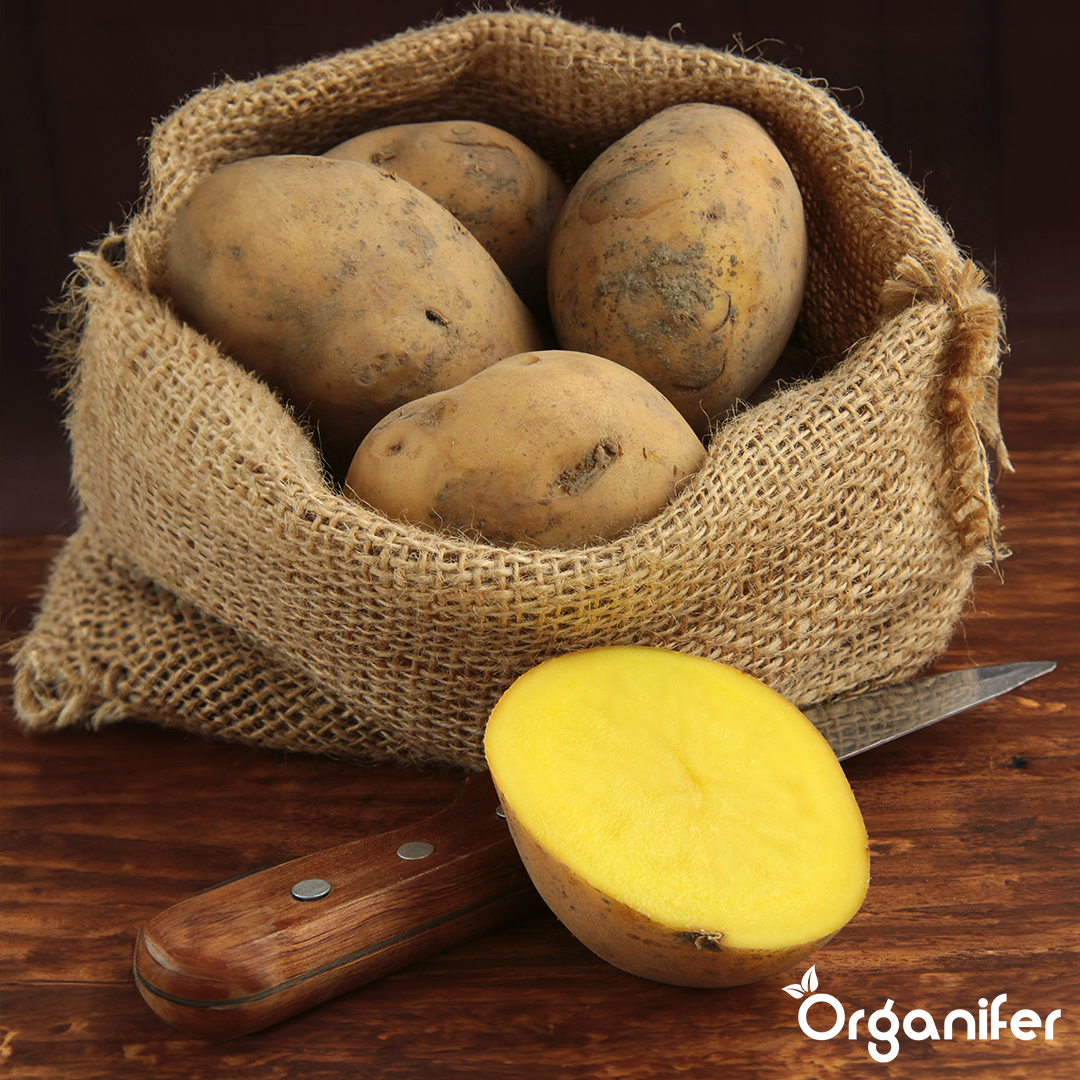 Potato Seeds Bintje A 28_35 5