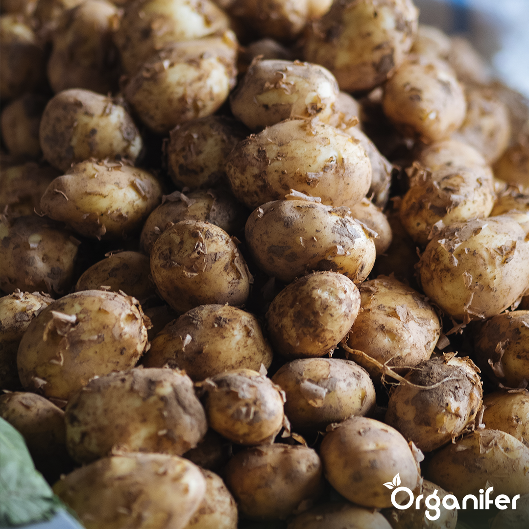 Potato Seeds Bintje A 28_35 8