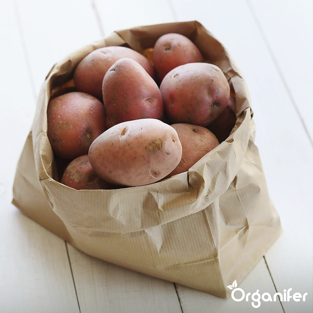 Potato Seeds Desiree A 28_35 2