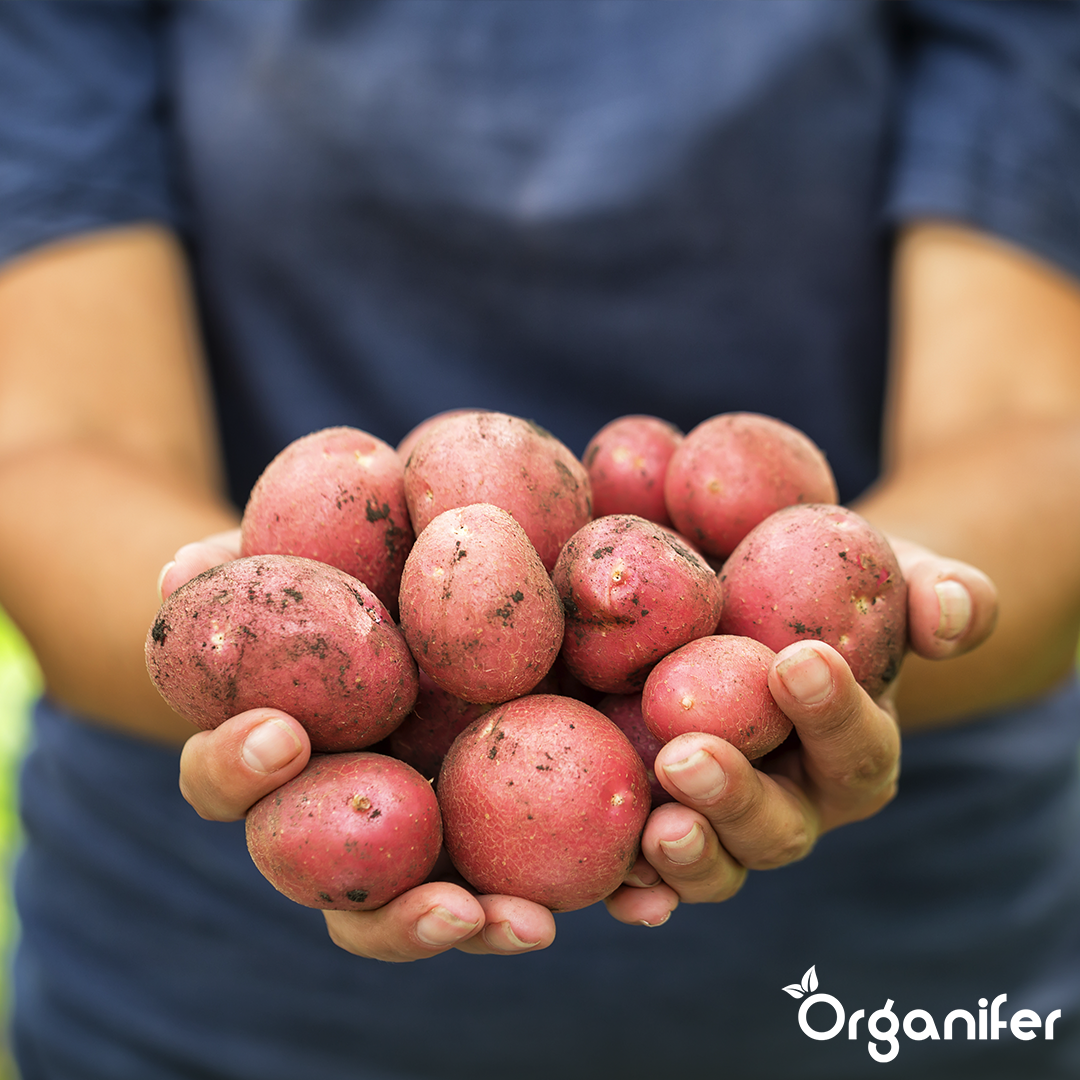 Potato Seeds Desiree A 28_35 5
