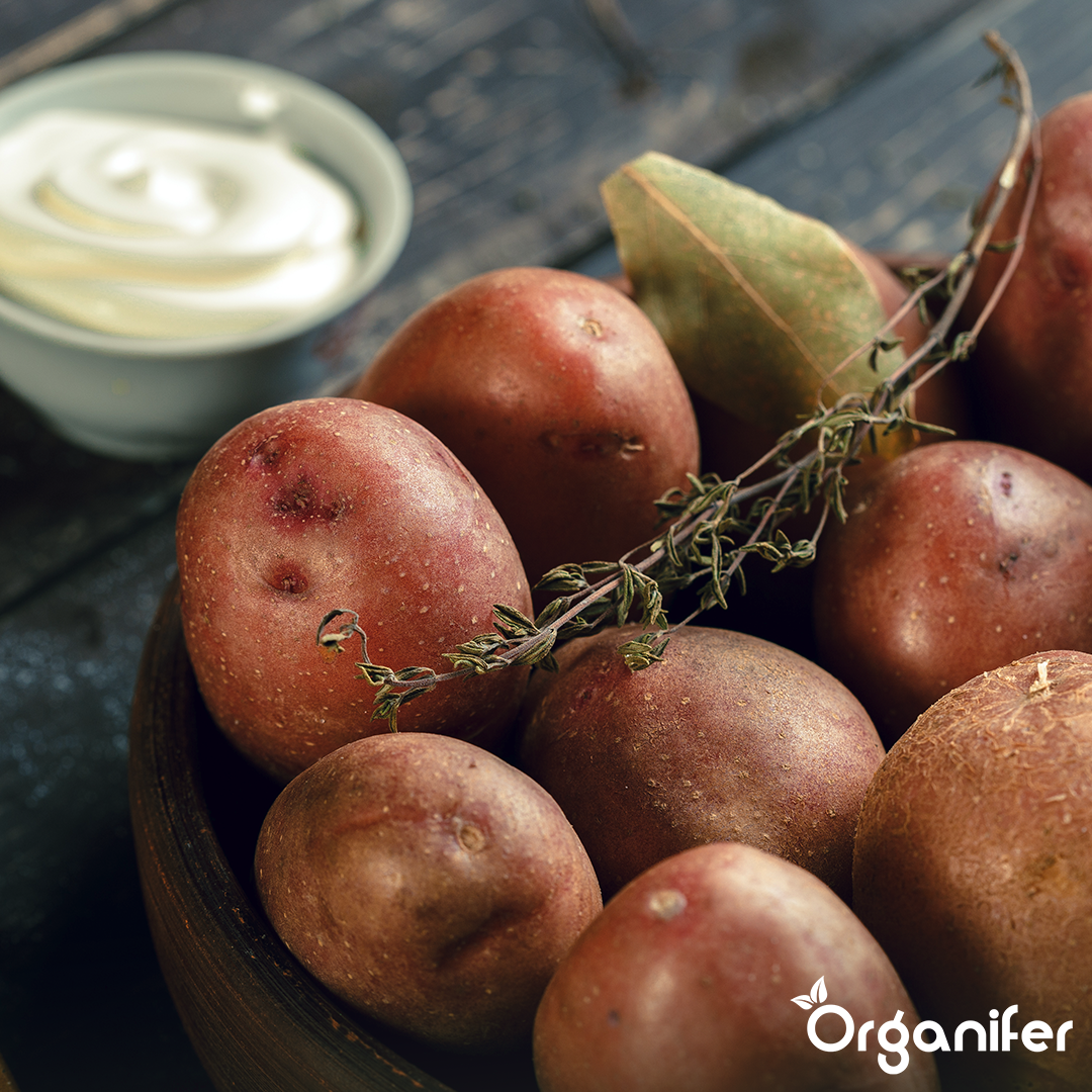 Potato Seeds Desiree A 28_35 7