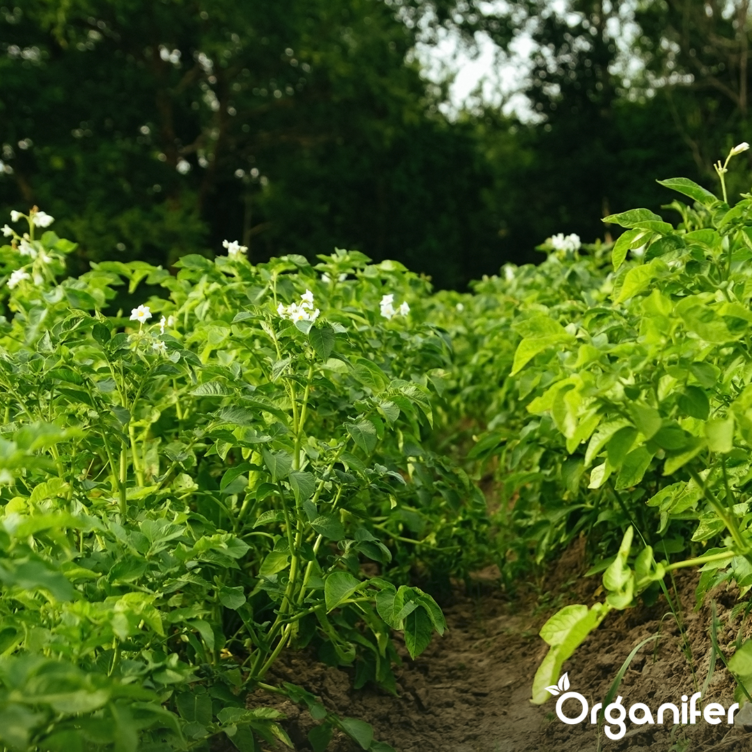Potato Seeds Desiree A 28_35 9