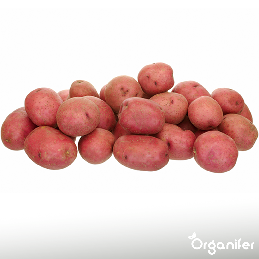 Potato Seeds Package 10