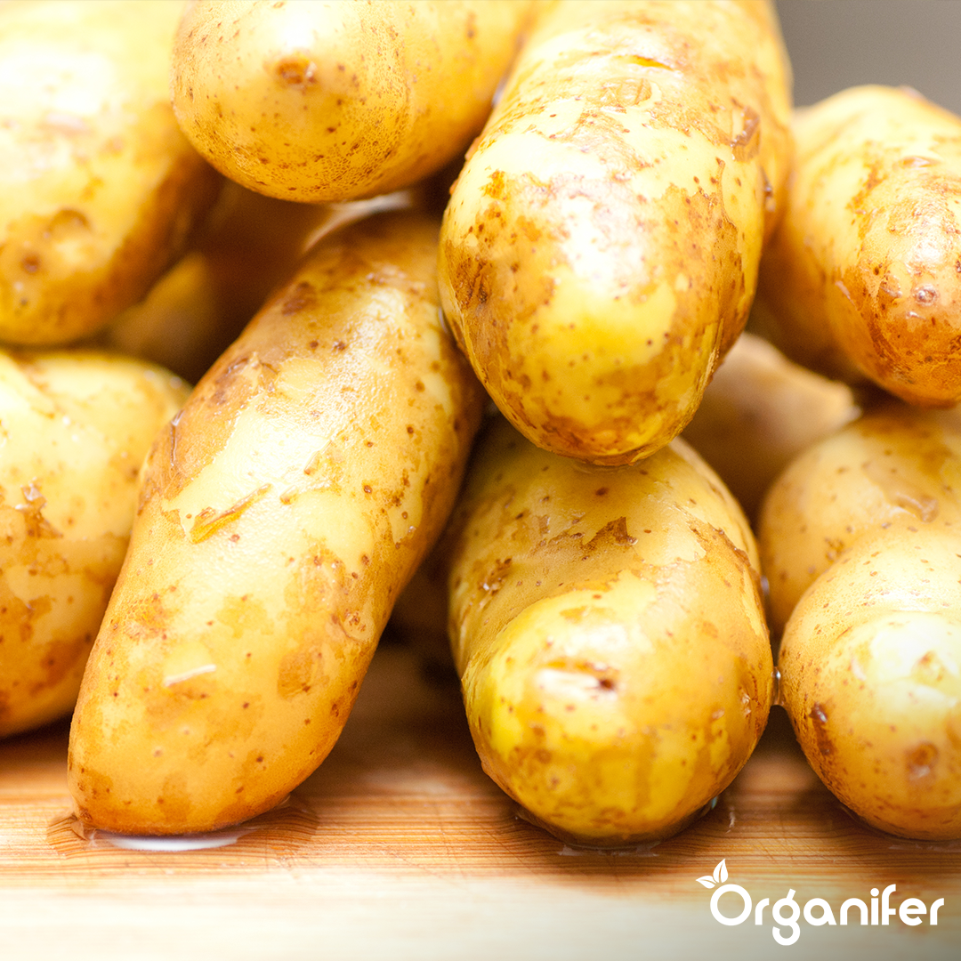 Potato Seeds Package 2