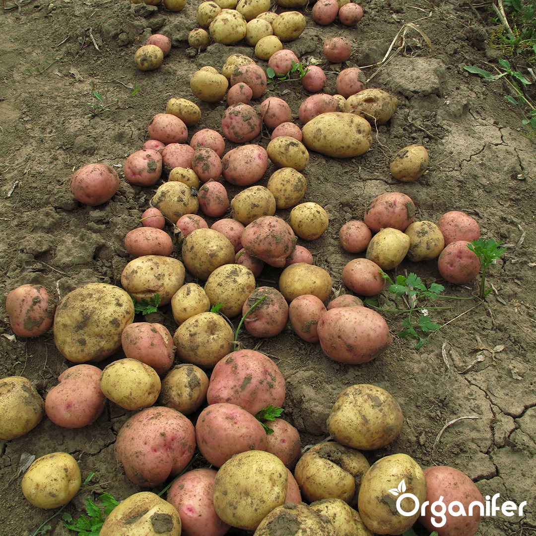 Potato Seeds Package 6