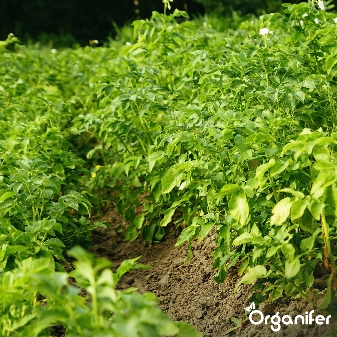 Potato Seeds Package 7