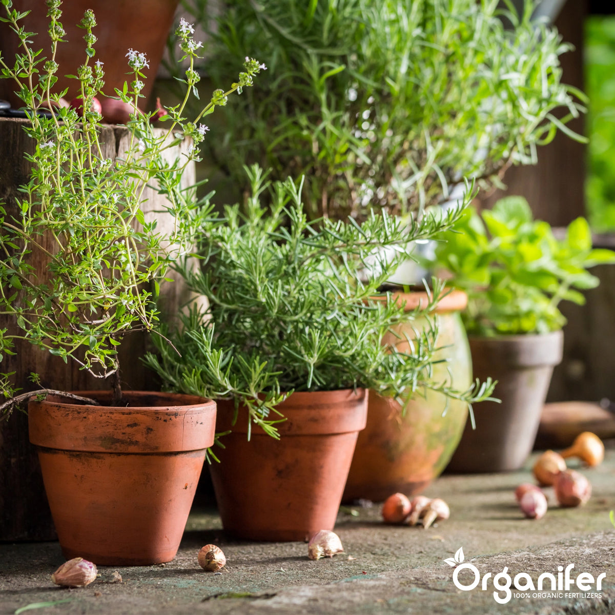 Kapsułki na Choroby Liści – opakowanie 144 sztuk