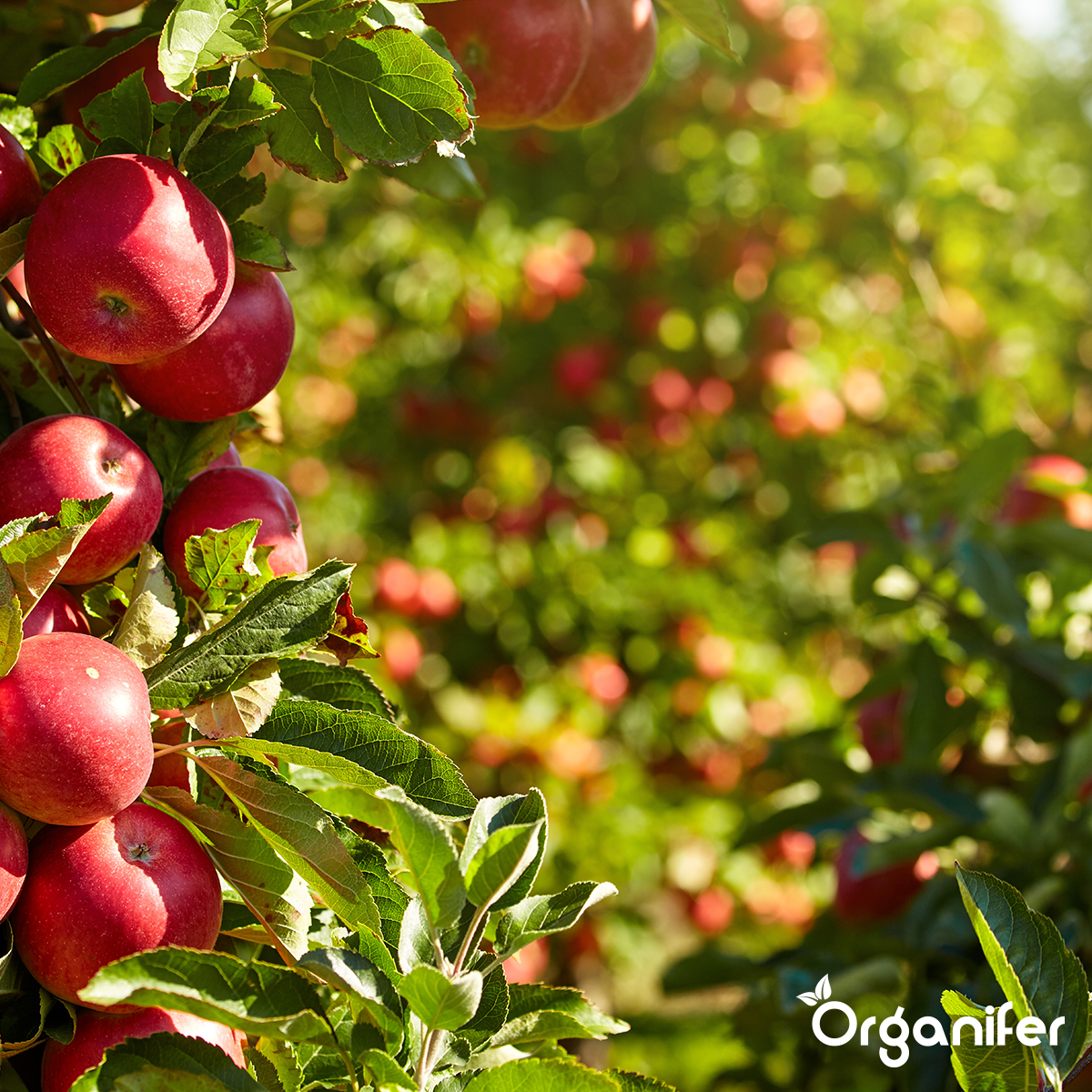 Koemestkorrels 3in1 (bigbag 1000 kg - voor 10.000 m2)