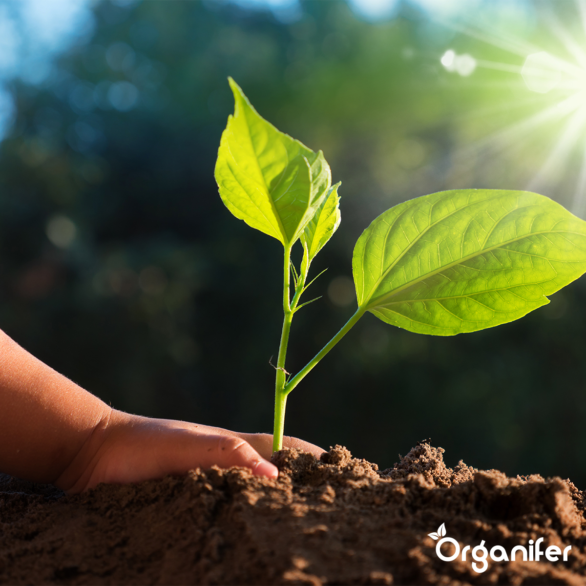 Koemestkorrels 3in1 (bigbag 500 kg - Voor 5000 m2)