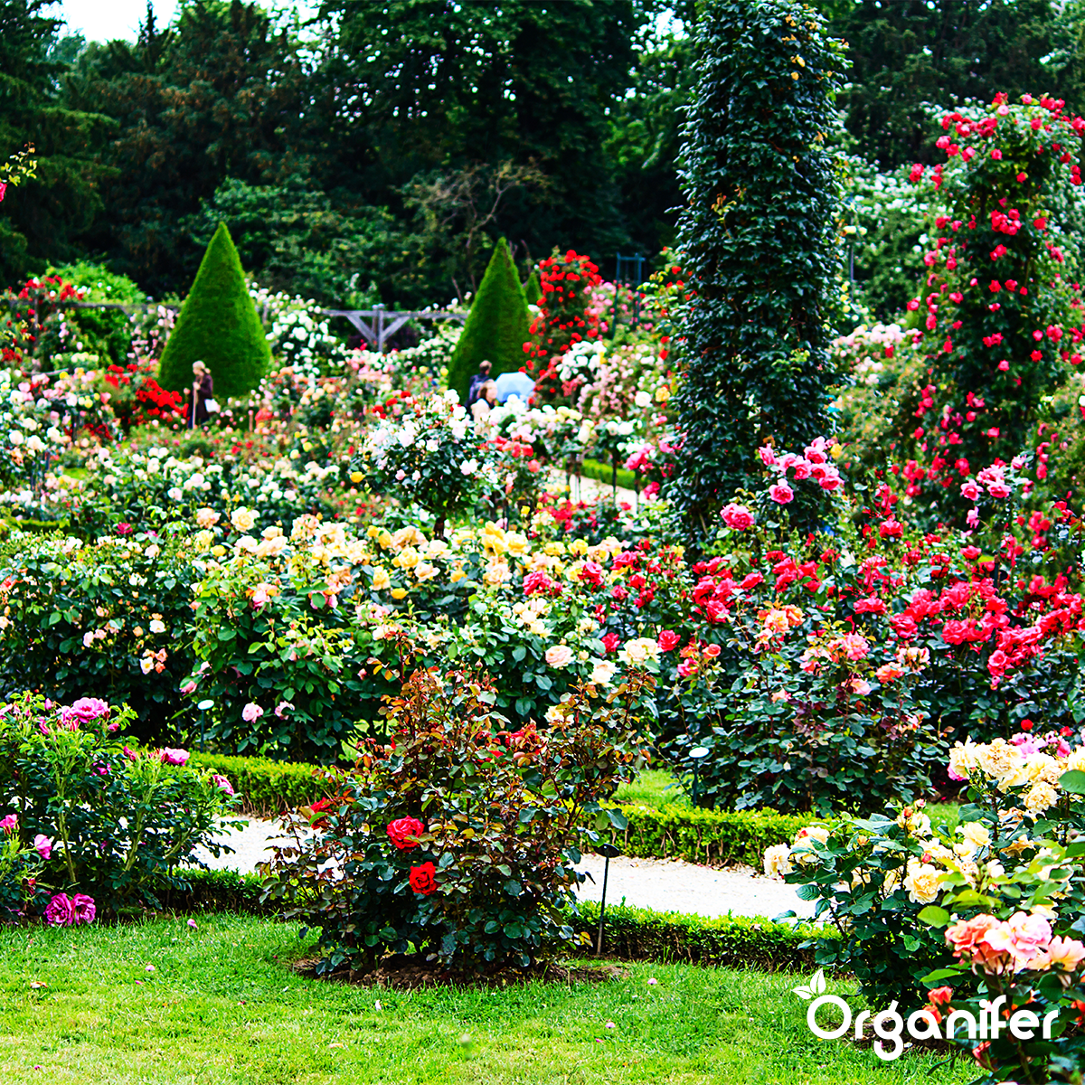 Lavameel fra Eifel Urklippe (12x = 240 kg - til 2400 m2)