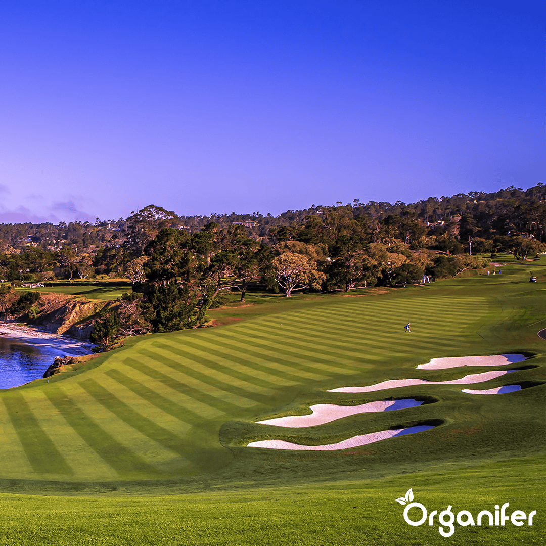 Fertilizzante Pro Turf & Lawn - Rilascio Controllato (5 kg per 165 m2)