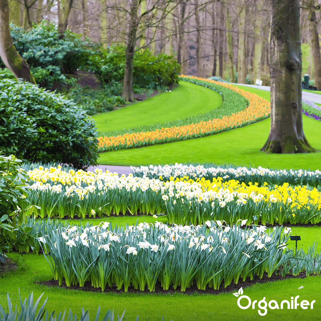 Pro Turf & Lawn Fertilizer - Controlled Release (10 kg for 330 m2)