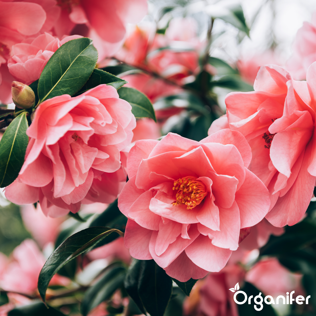 Rhododendron, Hortensia, Azalea & More Acid-Loving Plants Fertiliser 2