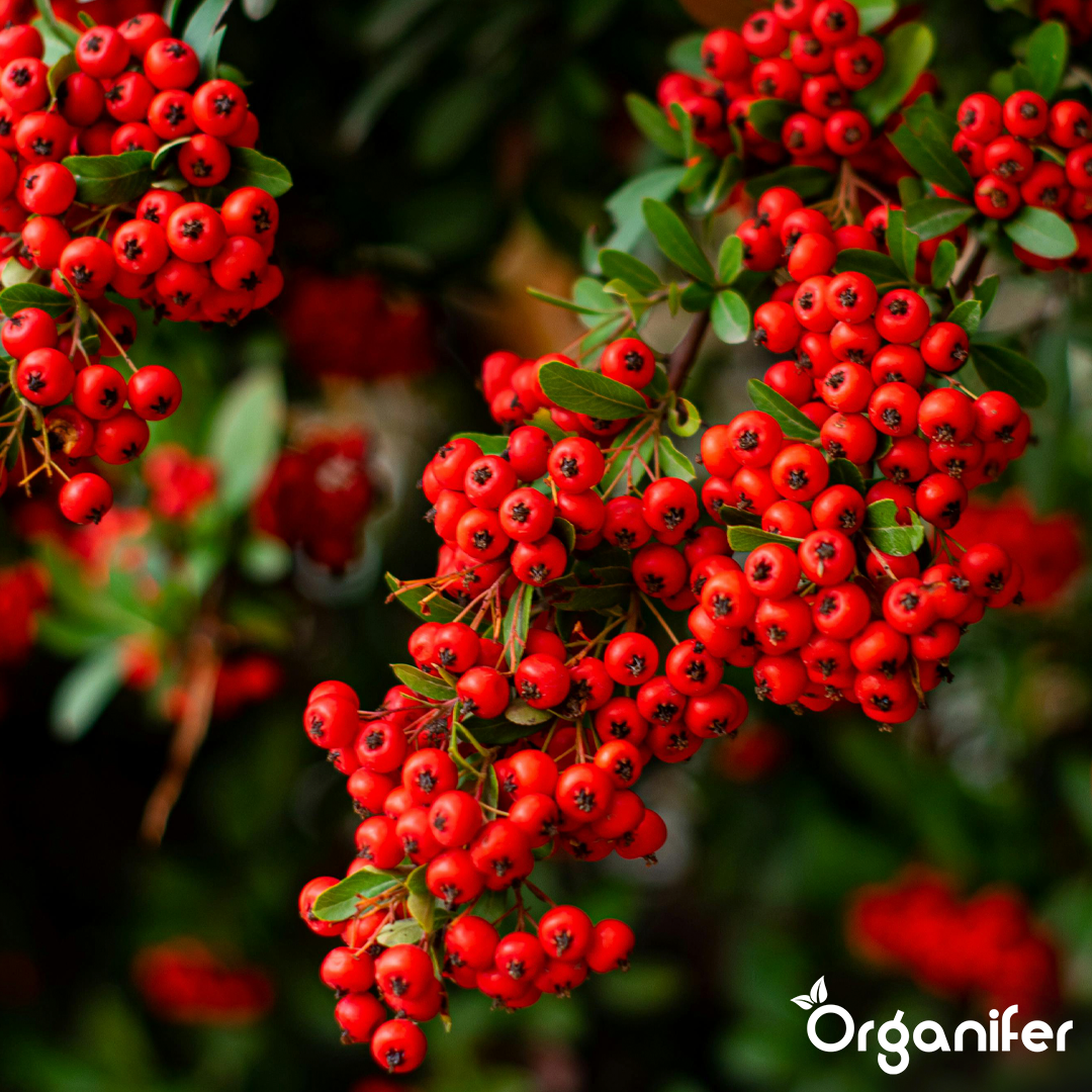 Rhododendron, Hortensia, Azalea & More Acid-Loving Plants Fertiliser 3