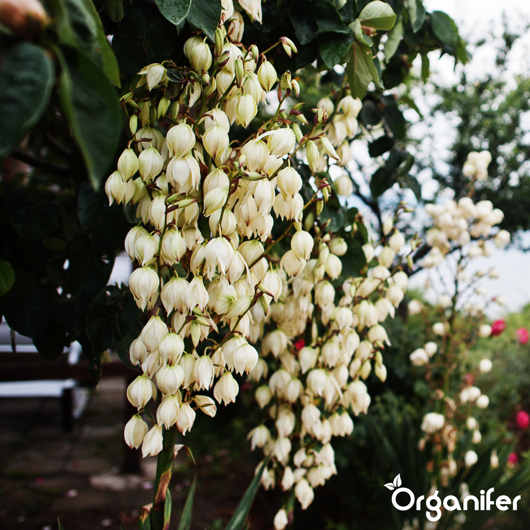 Rhododendron, Hortensia, Azalea & More Acid-Loving Plants Fertiliser 4