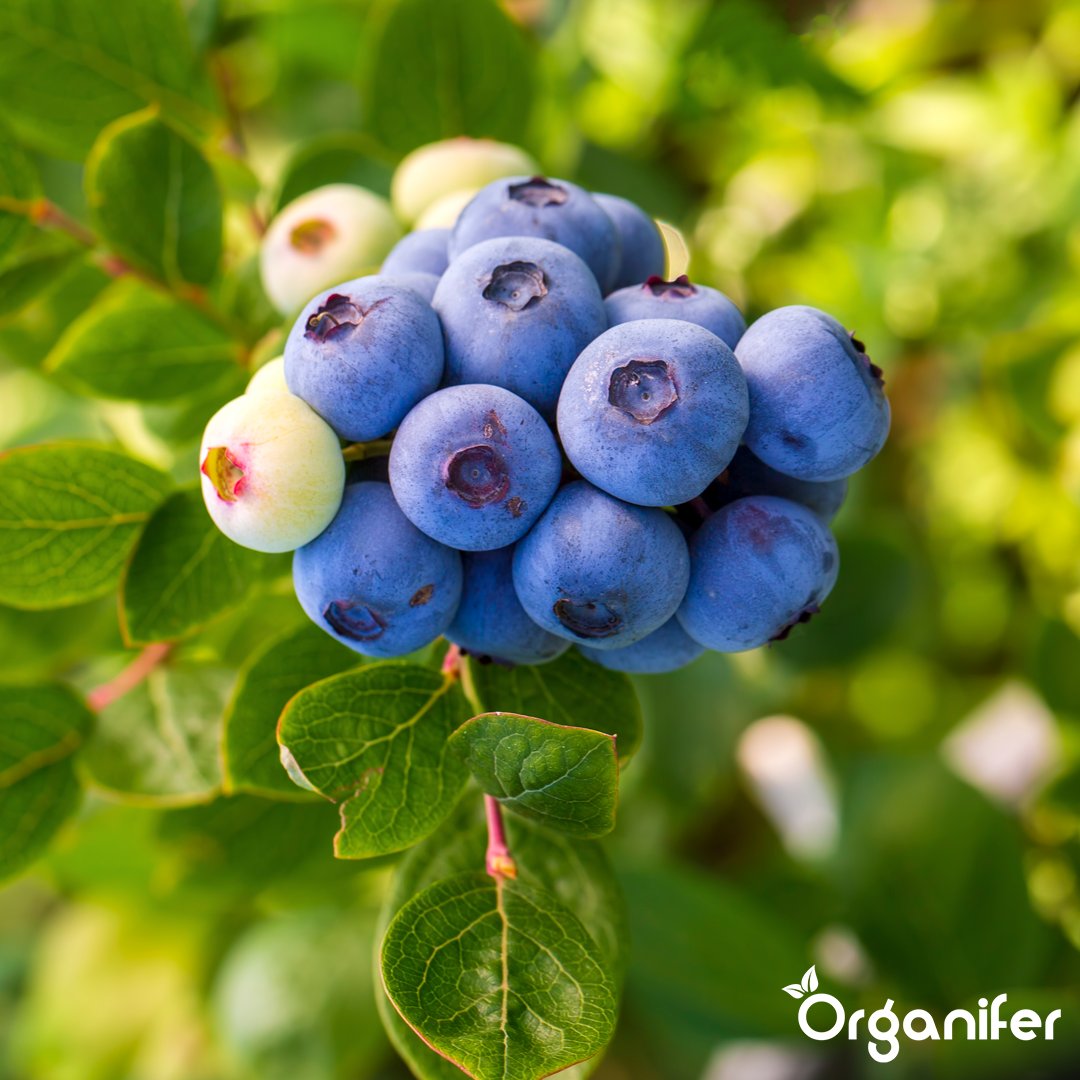 Rhododendron, Hortensia, Azalea & More Acid-Loving Plants Fertiliser 5