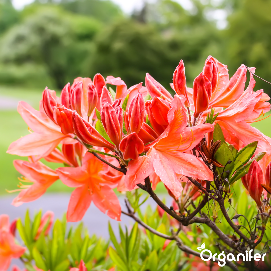 Rhododendron, Hortensia, Azalea & More Acid-Loving Plants Fertiliser 6