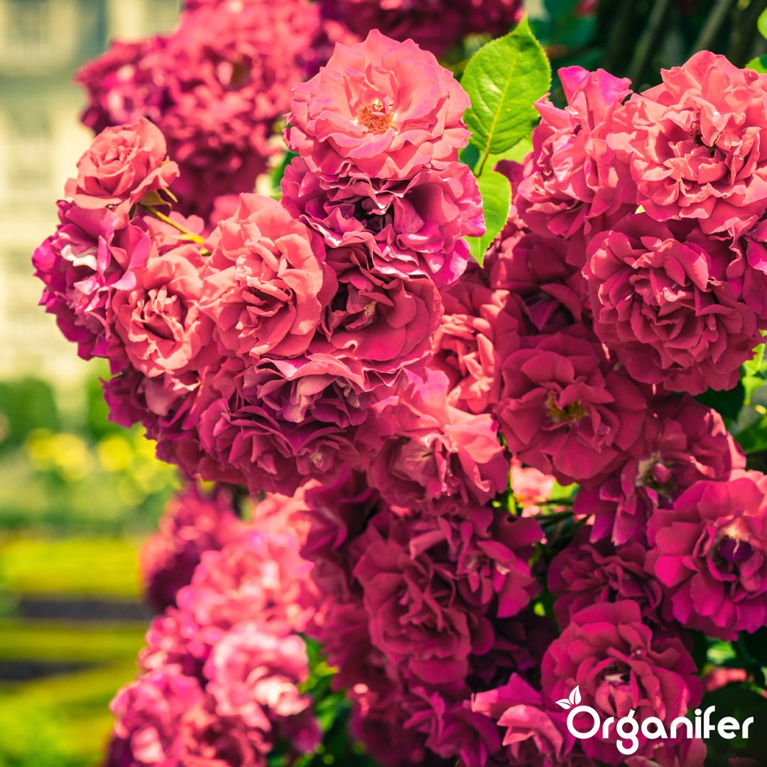 Roses & Flowers Fertiliser 12