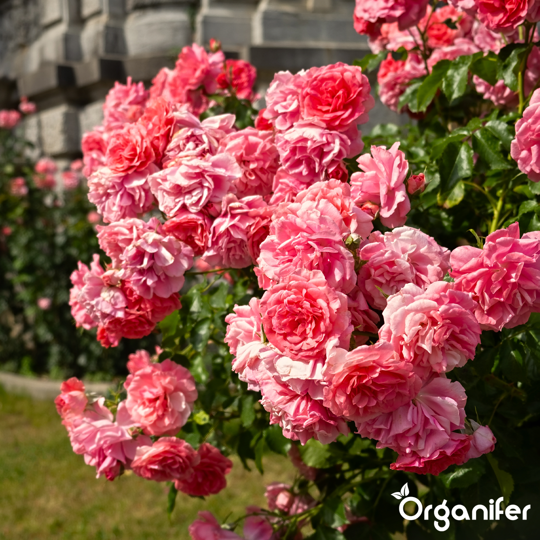 Roses & Flowers Fertiliser 14