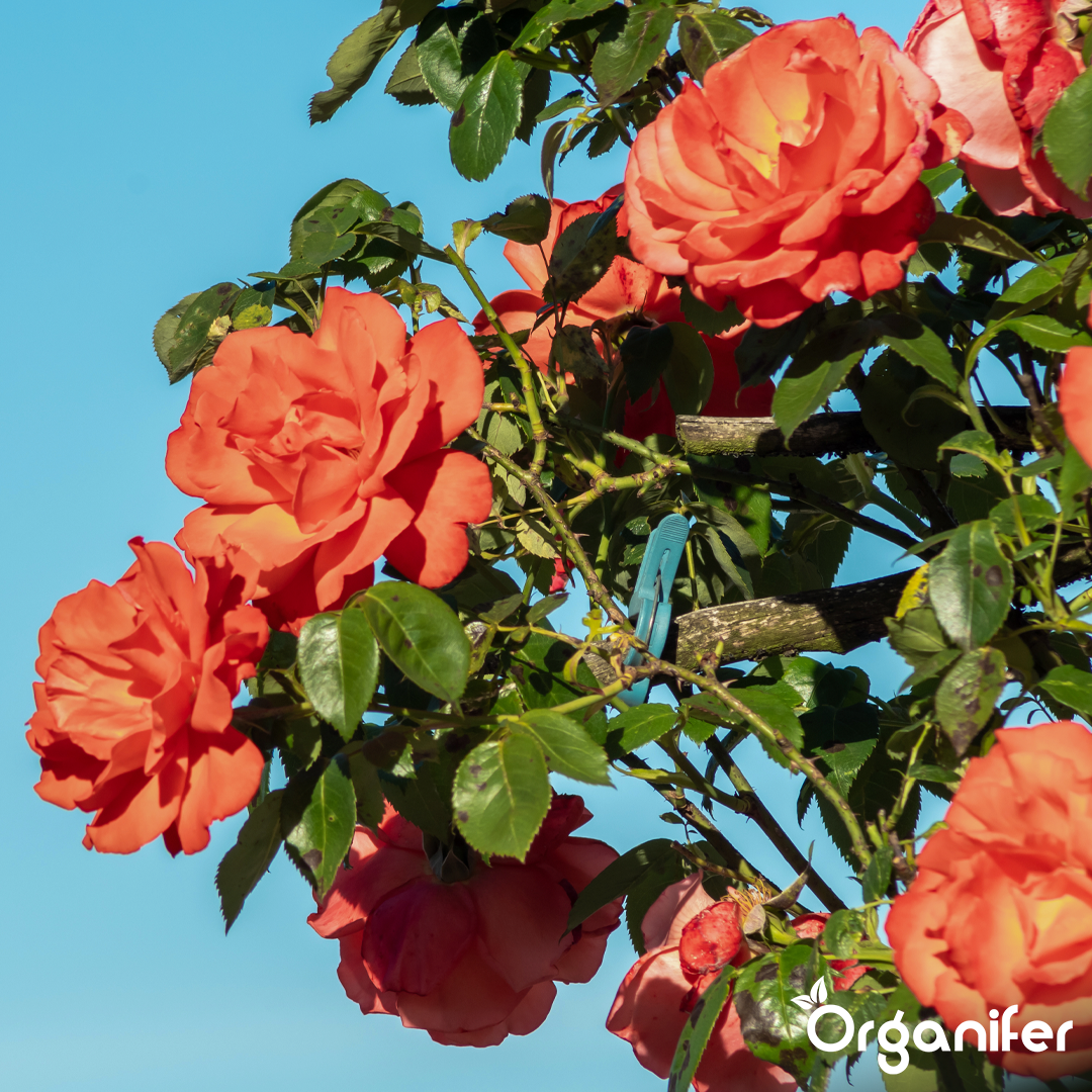 Roses & Flowers Fertiliser 1