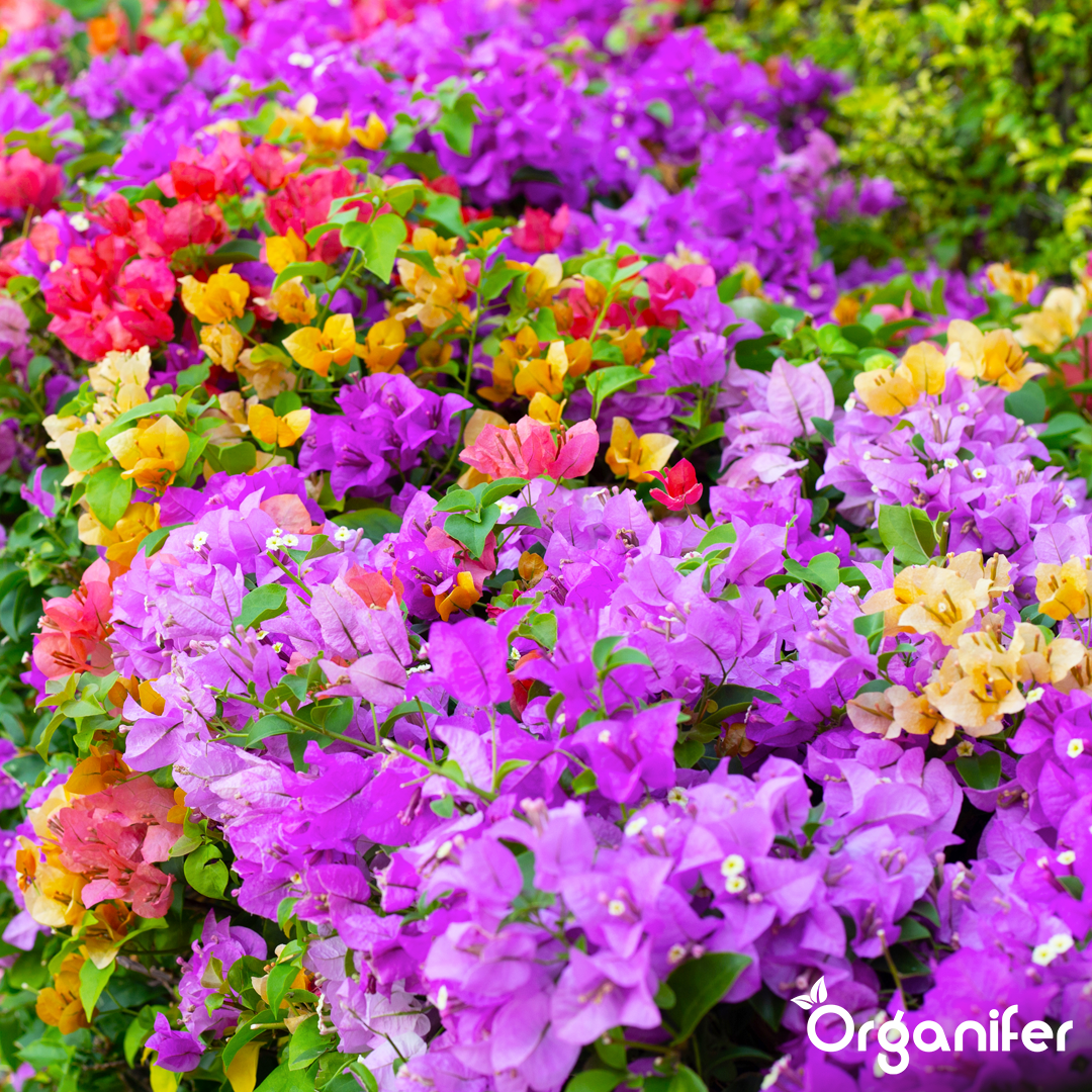 Roses & Flowers Fertiliser 3