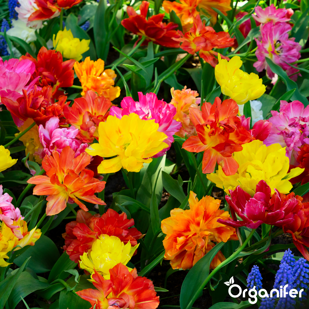 Roses & Flowers Fertiliser 4