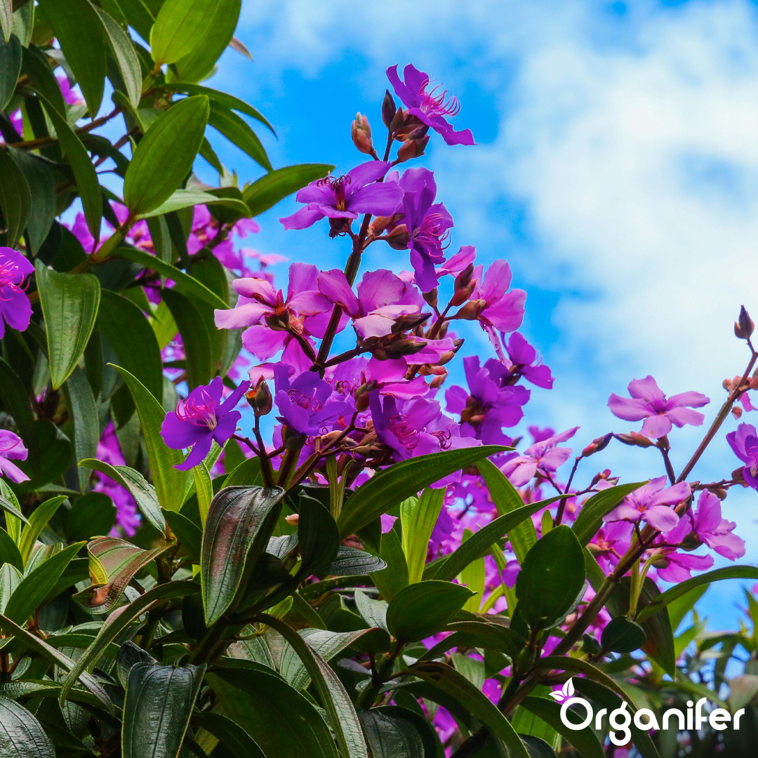 Roses & Flowers Fertiliser 5