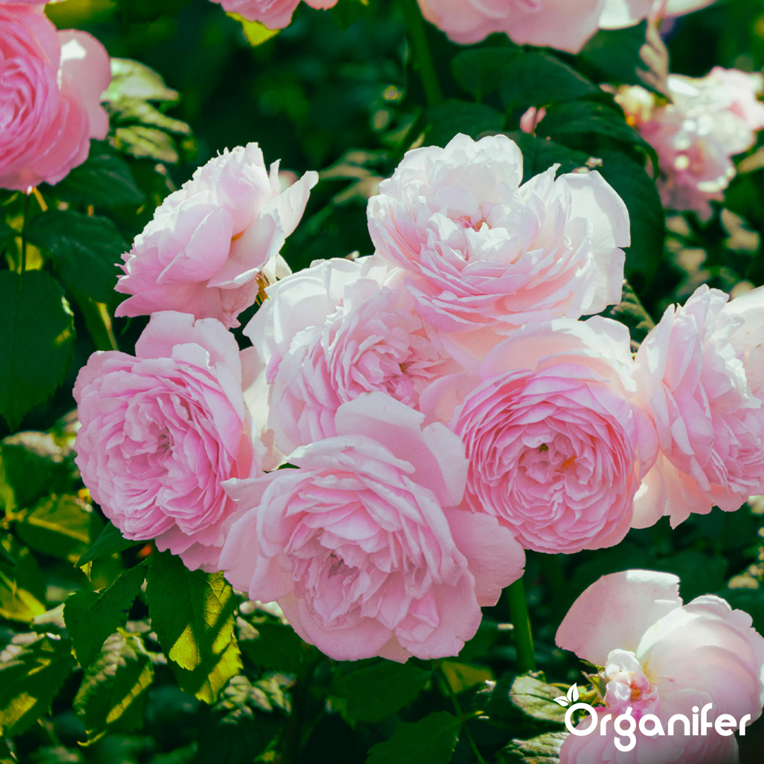 Roses & Flowers Fertiliser 8