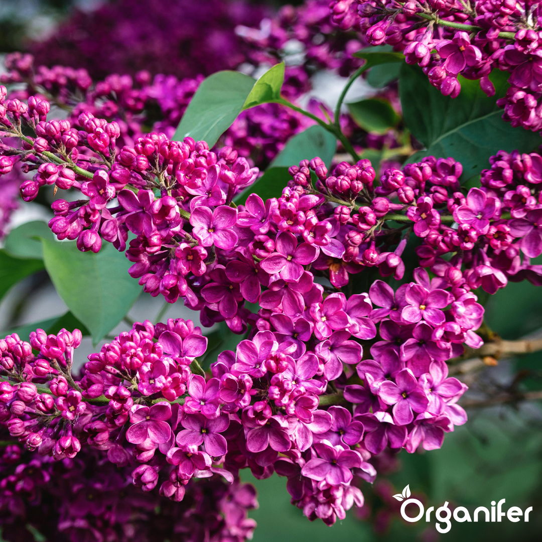 Roses & Flowers Fertiliser 9