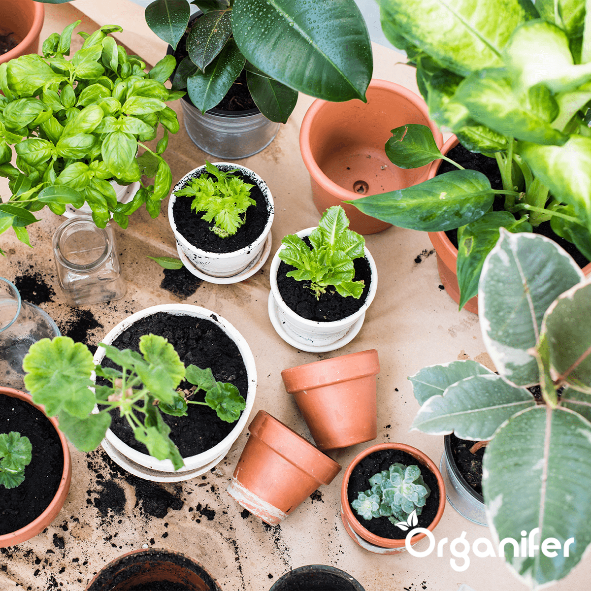 Bladluis - spint - rouwvlieg - kamerplanten - potplanten