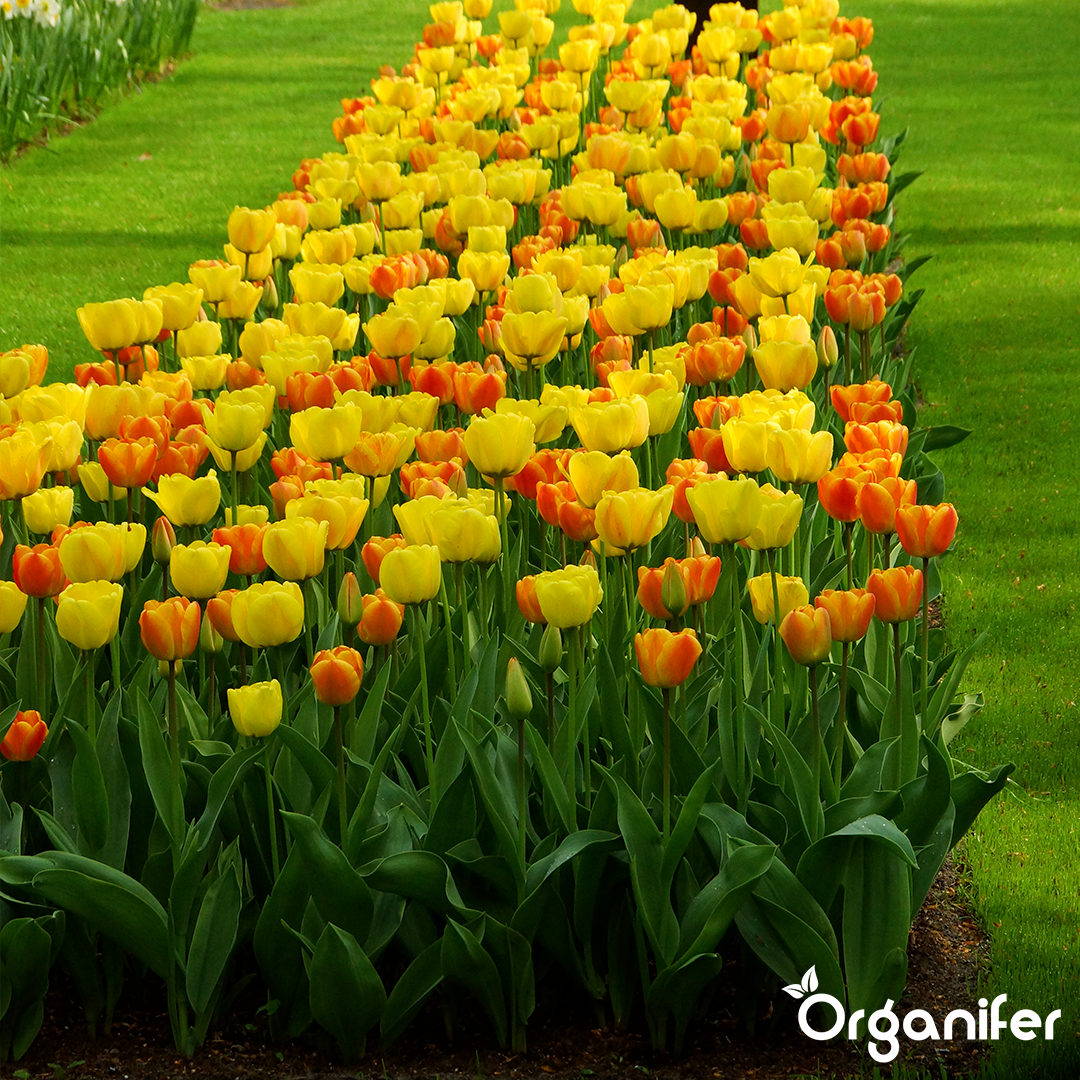 Row of yellow and orange tulips in a garden with 'Organifer' branding.