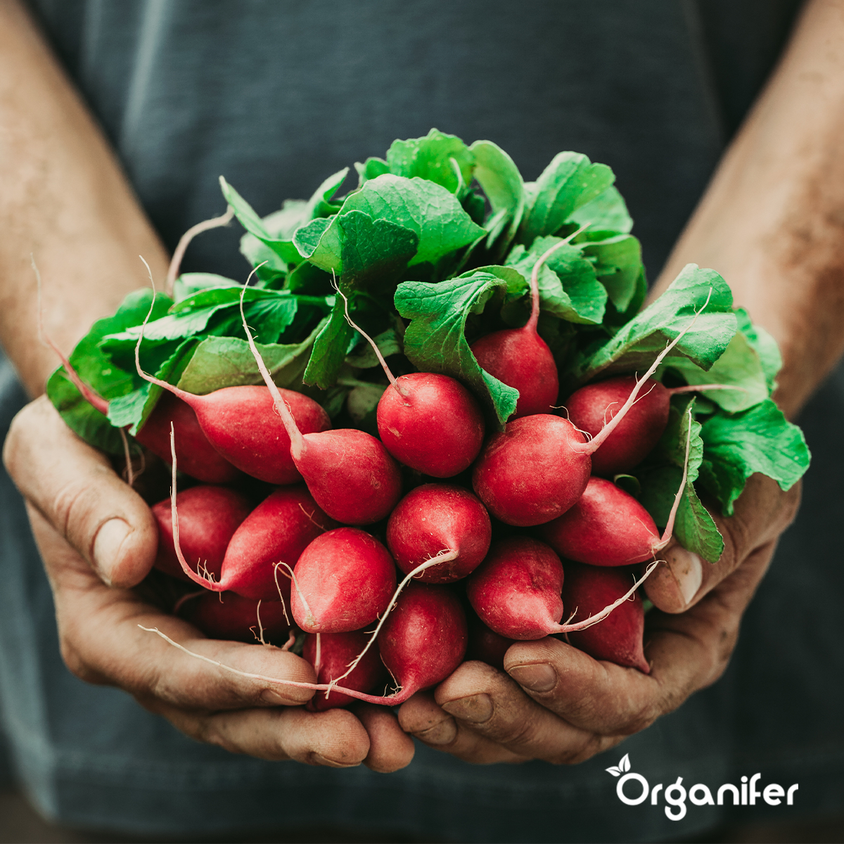 Salotų sėklų paketas - 20 veislių