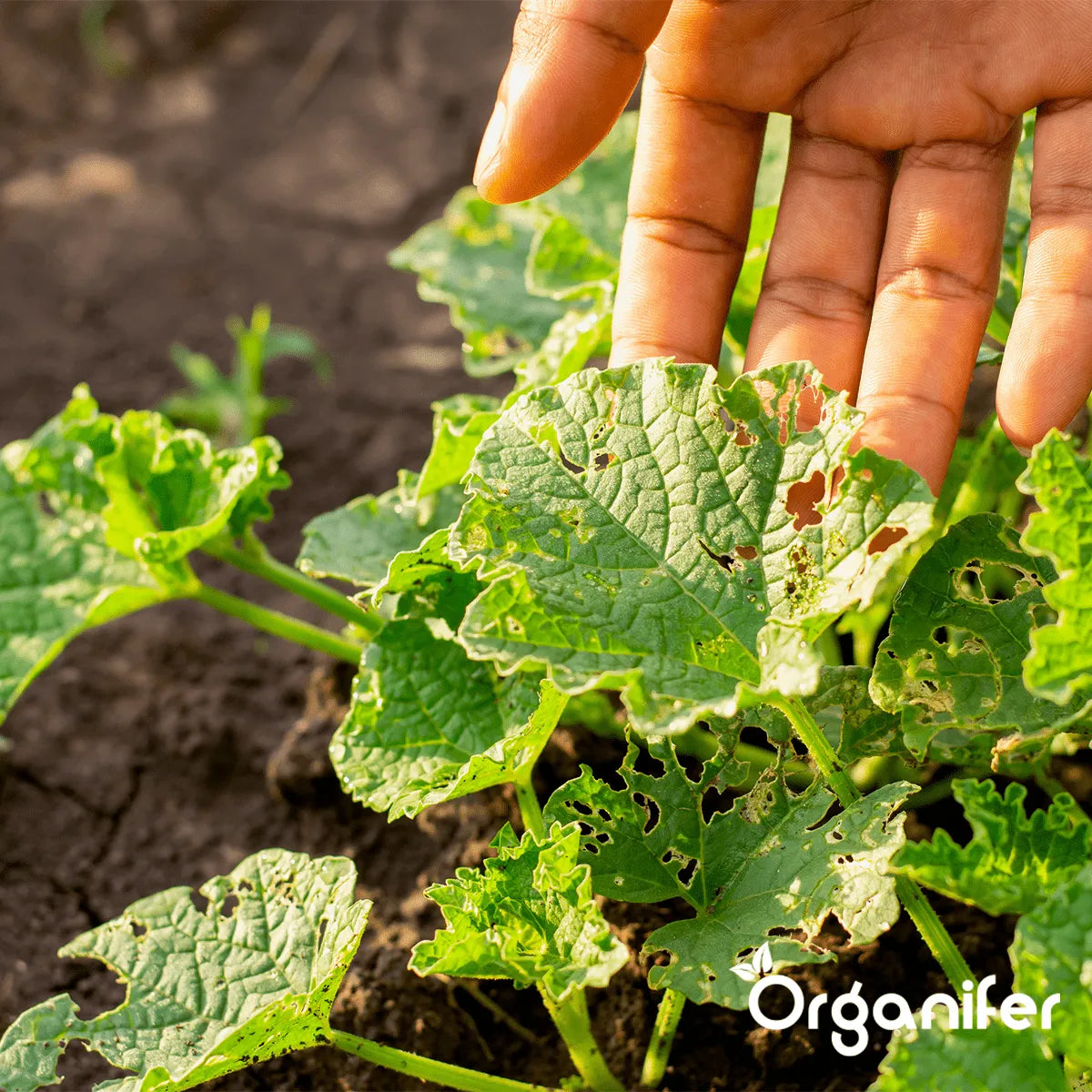 Schade door bladinsecten - Organifer voorkomt en herstelt