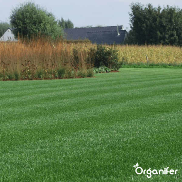 Skyggegræsfrø – Elegant (15 kg til 750 m2)