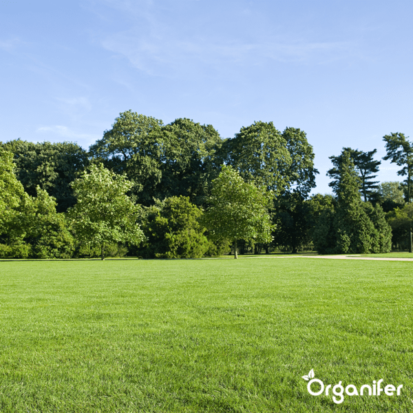 Skyggegræsfrø – Elegant (5 kg til 250 m2)