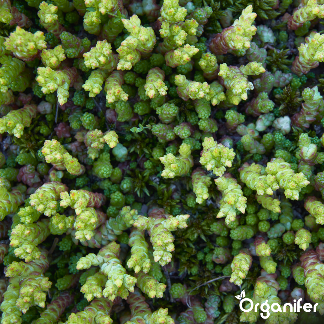 Sedum Roofs and Green Roofs Fertilizer 10