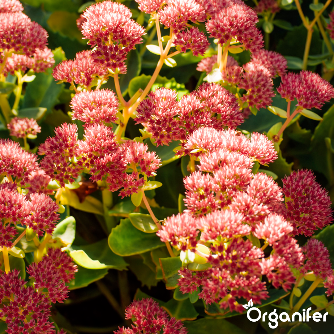 Sedum Roofs and Green Roofs Fertilizer 12